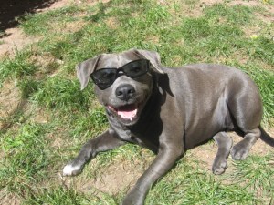 Manchita wearing sunglasses in our yard in Cusco, Peru.