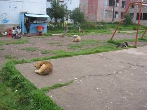 Stray dogs hanging around the park. Stray dogs hanging around the park.