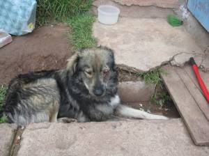 Stray Peruvian dog, hurt his eye in a fight. Stray Peruvian dog, hurt his eye in a fight.