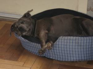 We think Manchita is a Blue Pitbull