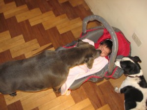 Baby kisses blue pitbull