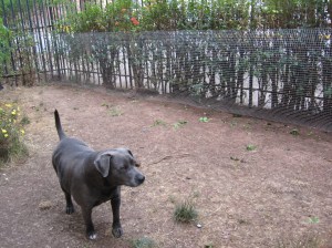 Manchita checking out the new fence