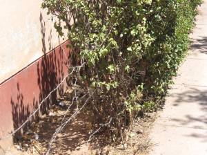 barbed wire barbed wire