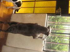 Roxi and Manchita keeping a watchful eye outside