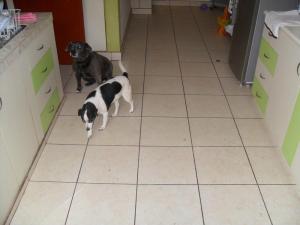 Roxi and Manchita after their morning walk