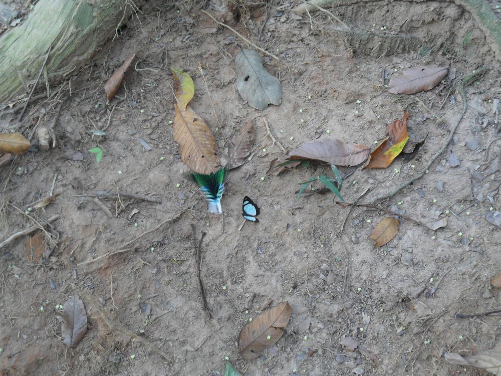 butterflies_in_the_jungle