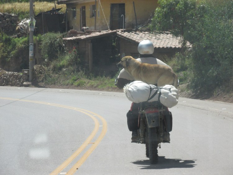 dog on motorcycle in Peru