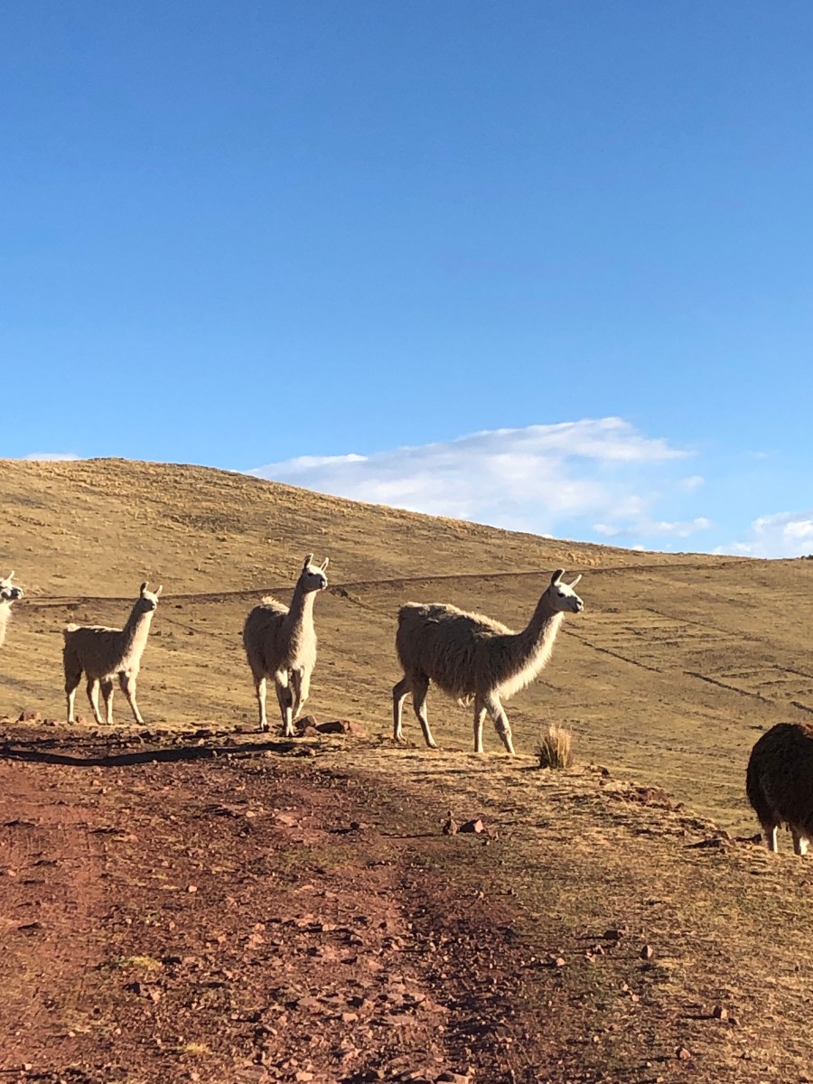 Llamas by laguna Qoricocha